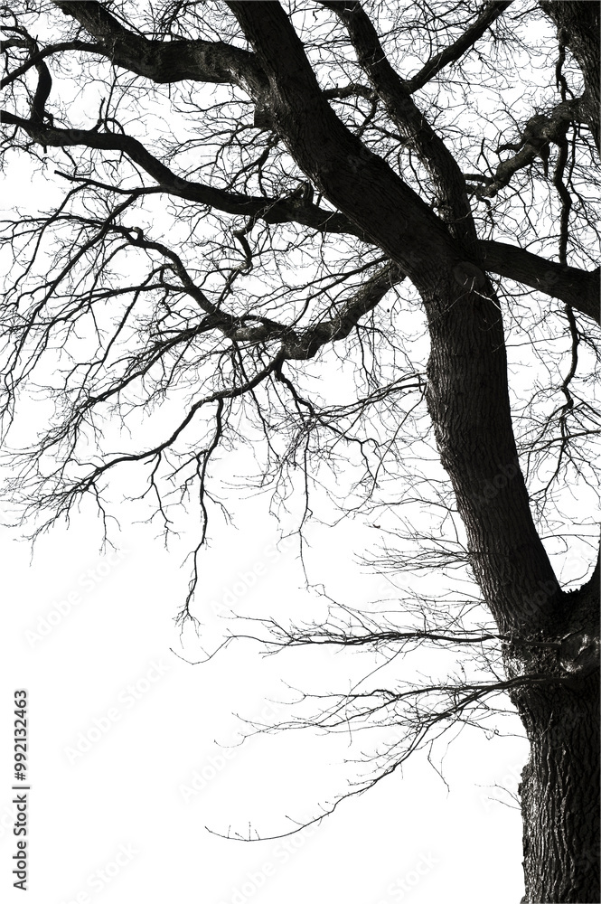 Fototapeta premium Natural oak tree branches silhouette on a white background 