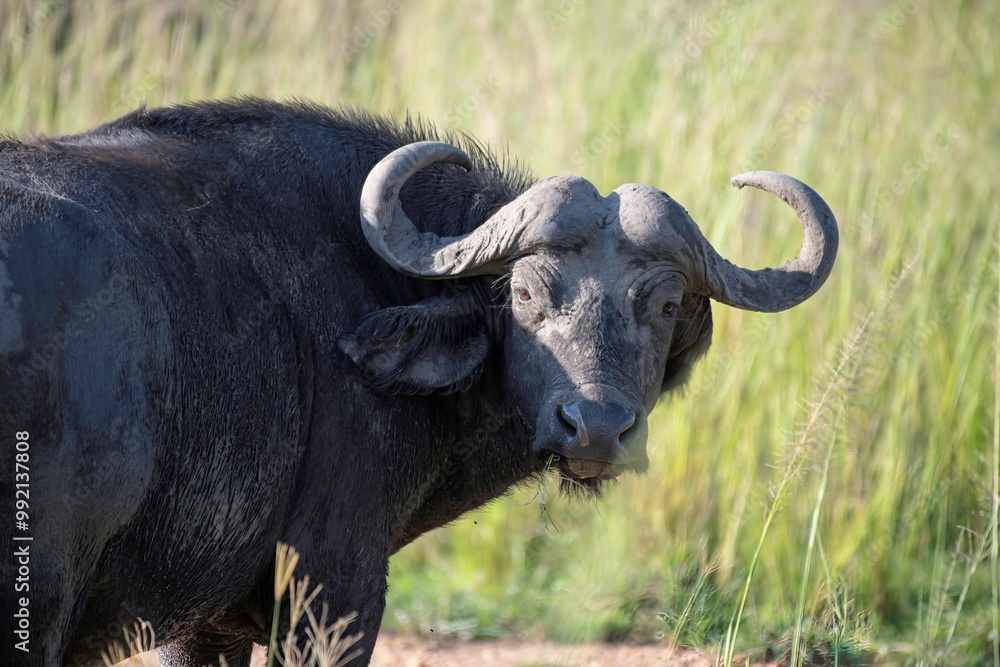 African buffalo in the Savannah grassland at Murchison wildlife reserve in Uganda African buffalo in the Savannah grassland at Murchison wildlife reserve in Uganda