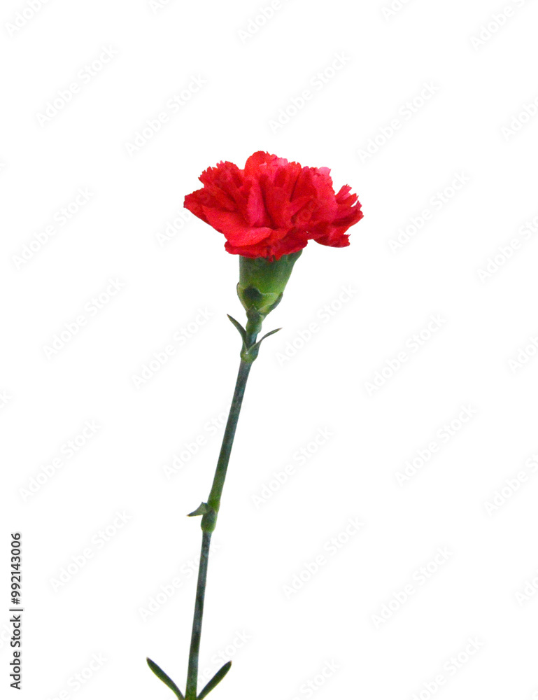 A red carnation blooming on white A red carnation blooming on white