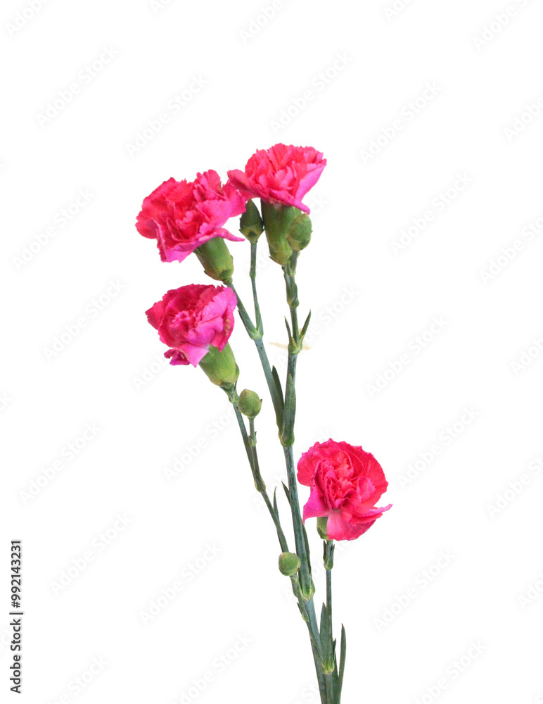 A red carnation blooming on white