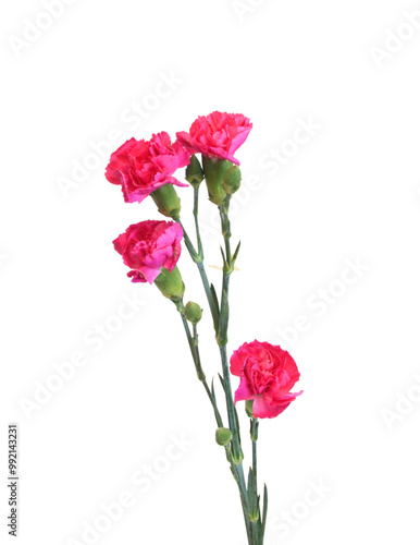 A red carnation blooming on white