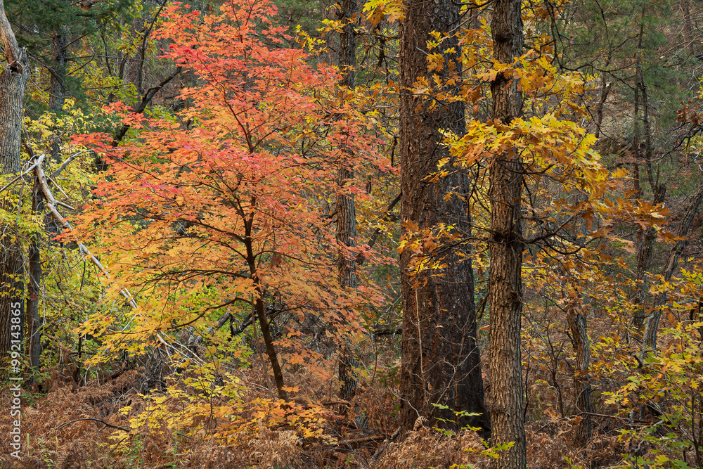 colorful autumn trees in red and yellow foliage colorful autumn trees in red and yellow foliage