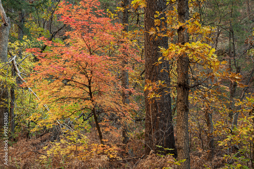 colorful autumn trees in red and yellow foliage