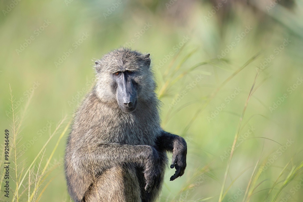 Baboon sitting on a concrete pole on the side of a road in Uganda Baboon sitting on a concrete pole on the side of a road in Uganda