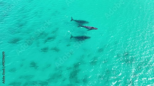 Wallpaper Mural large southern cross whales in shallow turquoise water Dunsborough Western Australia Drone Footage 4k Torontodigital.ca