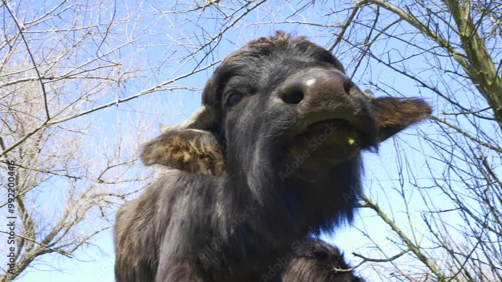 Bottom view, portrait of curious Water Buffalo calf looks at the camera on blue sky background, Slow motion Bottom view, portrait of curious Water Buffalo calf looks at the camera on blue sky background, Slow motion