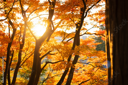 Sunlight filtering through vibrant autumn trees in the forest