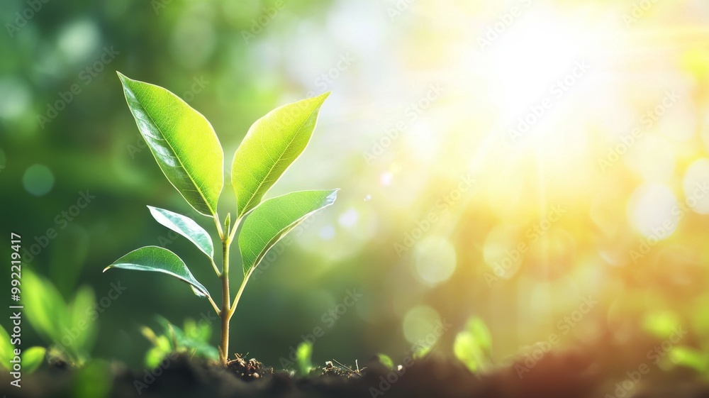 A small green plant is growing in the dirt A small green plant is growing in the dirt