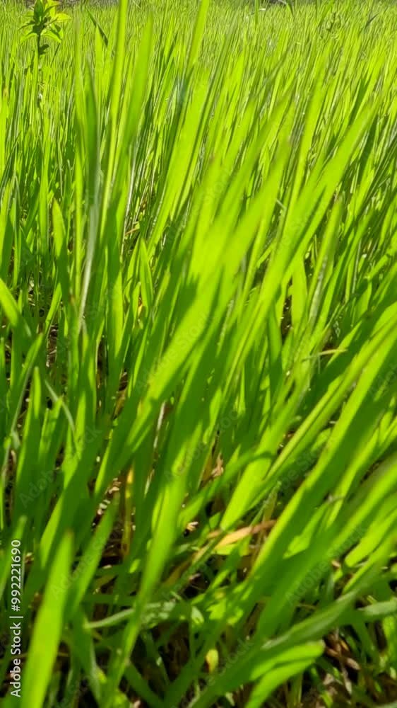 Vertical video, Close-up of the camera moving forward over thick green grass in the morning light, First person view, Backlighting (Contre-jour) Vertical video, Close-up of the camera moving forward over thick green grass in the morning light, First person view, Backlighting (Contre-jour)