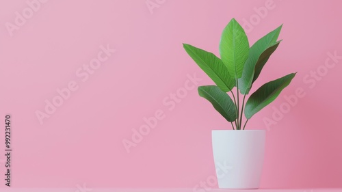 A white plant in a white pot sits on a pink background