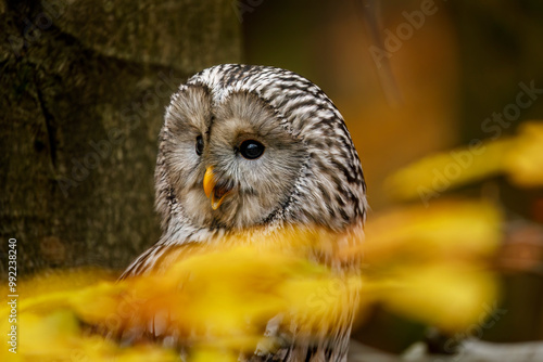 Owl in autumn. Portrait of ural owl, Strix uralensis, perched in colorful beech forest. Beautiful grey owl in orange leaves. Fall in wildlife nature. Nocturnal bird of prey in natural habitat.