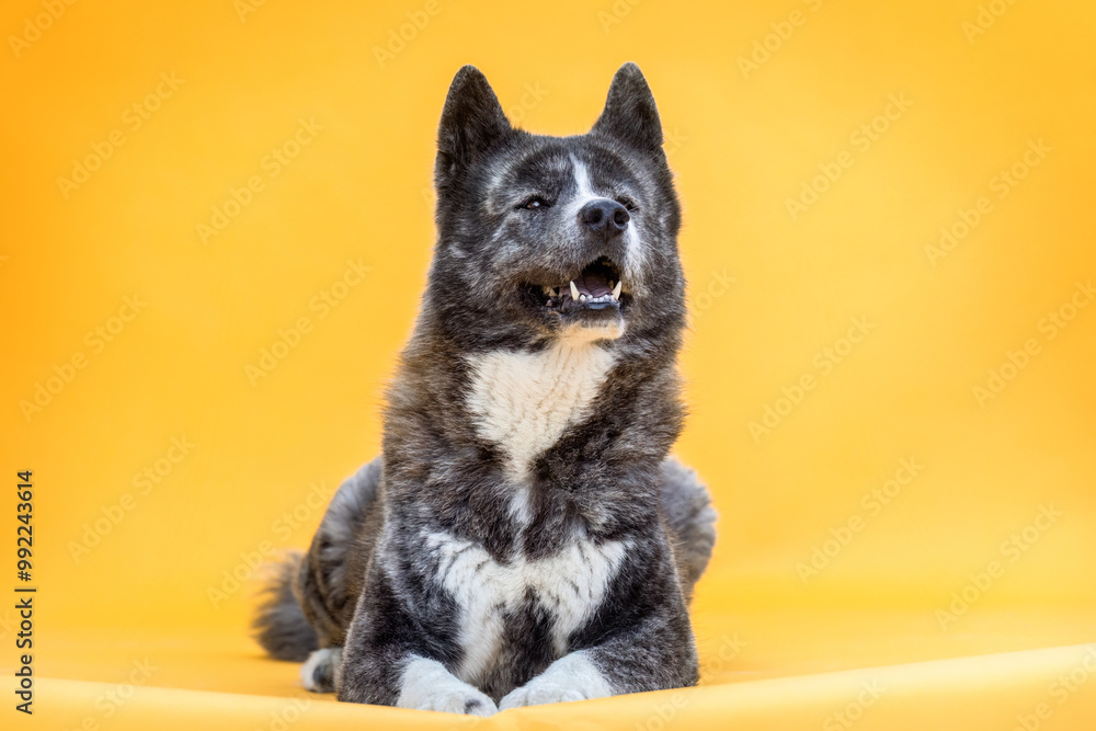 Portrait of an Akita dog isolated on yellow studio background Portrait of an Akita dog isolated on yellow studio background