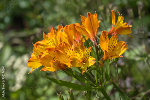 Inkalilien (Alstroemeria) photo