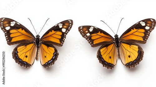 Two butterflies are shown side by side on a white background