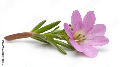 A pink flower with a stem is shown on a white background