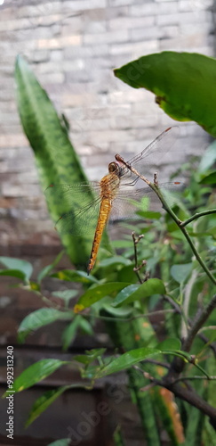 Beatiful dragonfly perched on a branch for a moment.