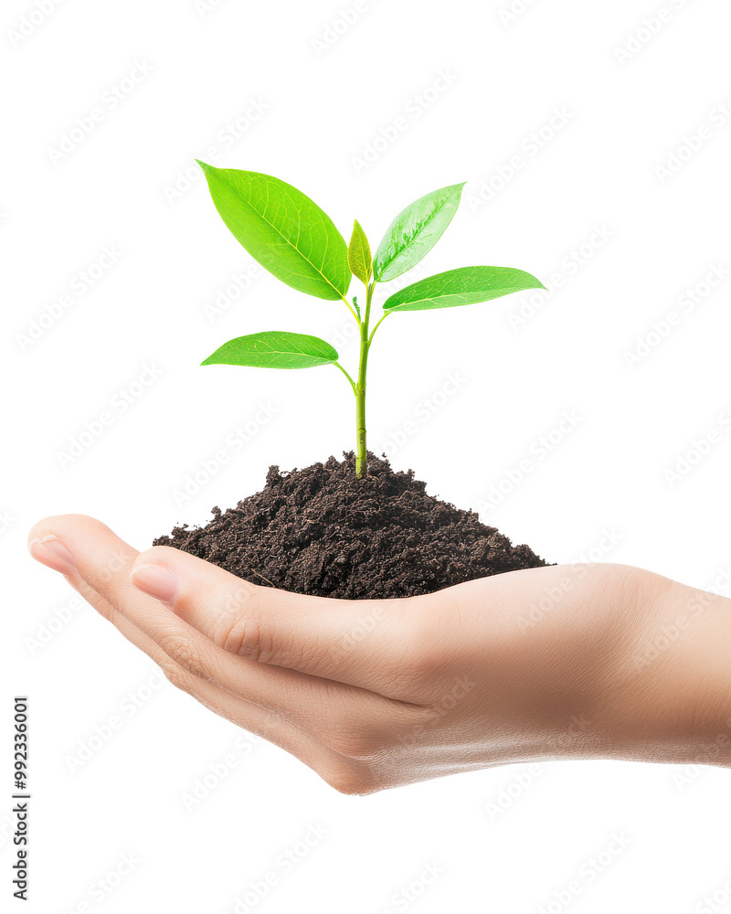 Young plant sprouting from hand, isolated on white background Young plant sprouting from hand, isolated on white background