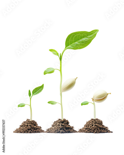 Growing plants with green leaves, isolated on white background.