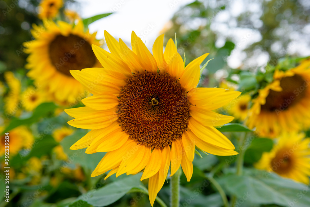 A bee rests in a sunflower A bee rests in a sunflower