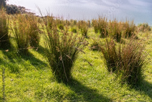 Tussock grass growing on farmland in Duder Regional Park, Auckland, New Zealand. photo