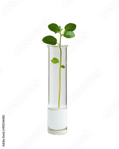 Wallpaper Mural Green plant in a test tube on a white isolate background. Torontodigital.ca