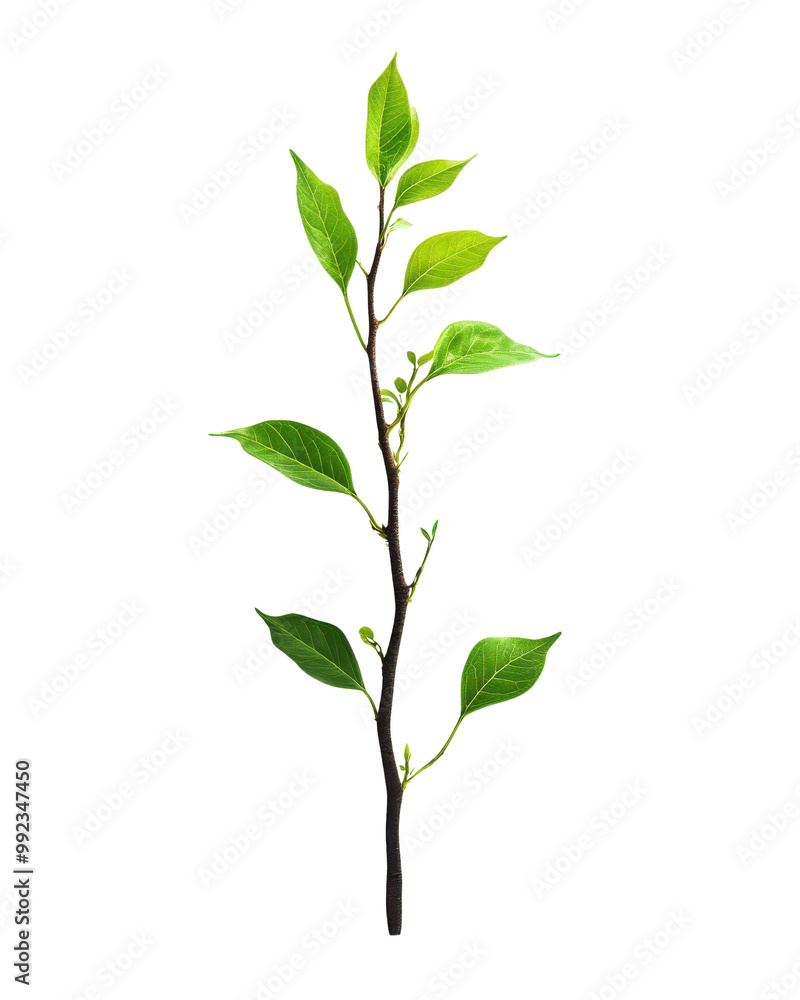 Green leafy branch, white isolate background Green leafy branch, white isolate background