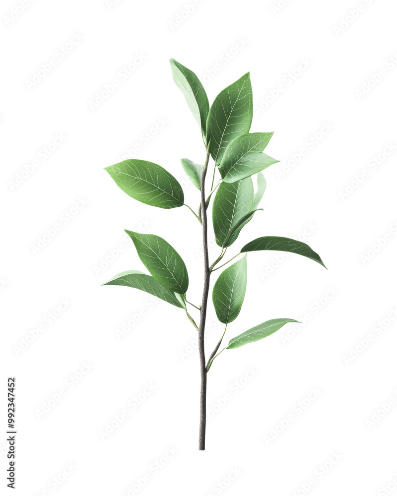 Fototapeta premium Leafy branch, white isolate background.