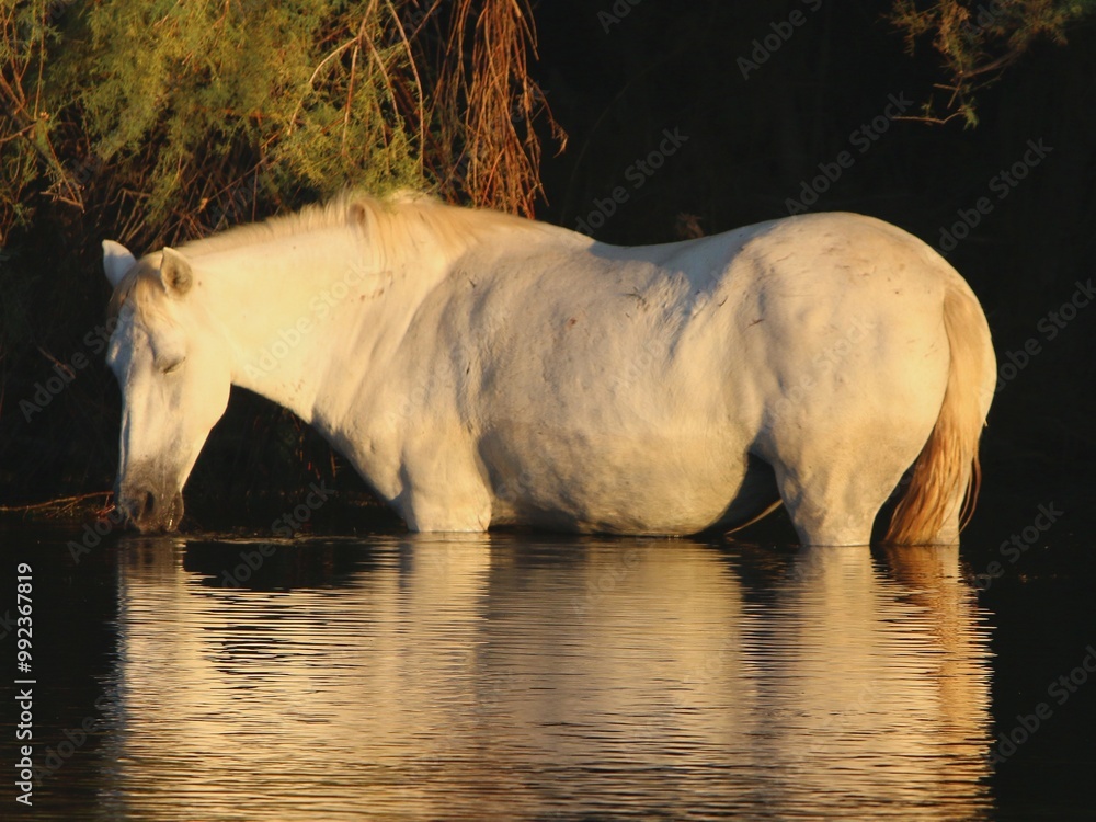 Fototapeta premium Wild Horse in Sunrise Light 