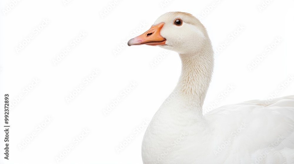 Close-Up of a White Goose on a Pristine White Background - Perfect for Nature and Wildlife Themes Close-Up of a White Goose on a Pristine White Background - Perfect for Nature and Wildlife Themes