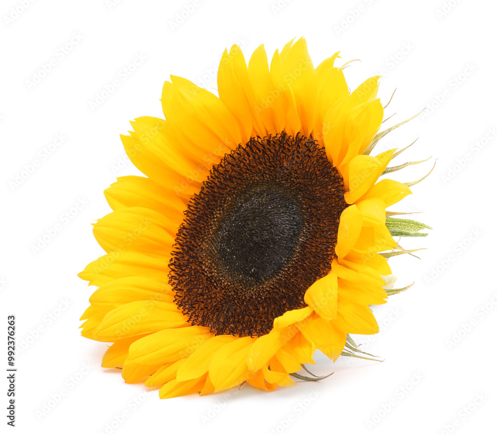Fototapeta premium One beautiful sunflower with bright petals isolated on white