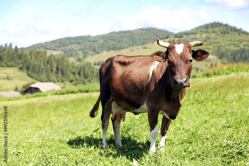 Beautiful cow grazing outdoors on sunny day Beautiful cow grazing outdoors on sunny day