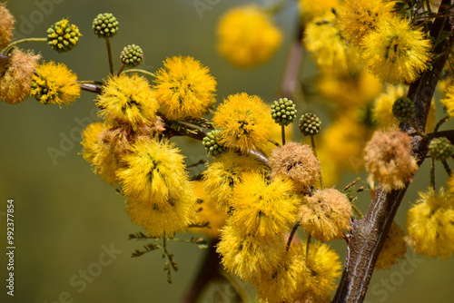 Rama con flor del espino (Vachellia caven), también llamado espinillo, aromo, aromito, caven o churki photo