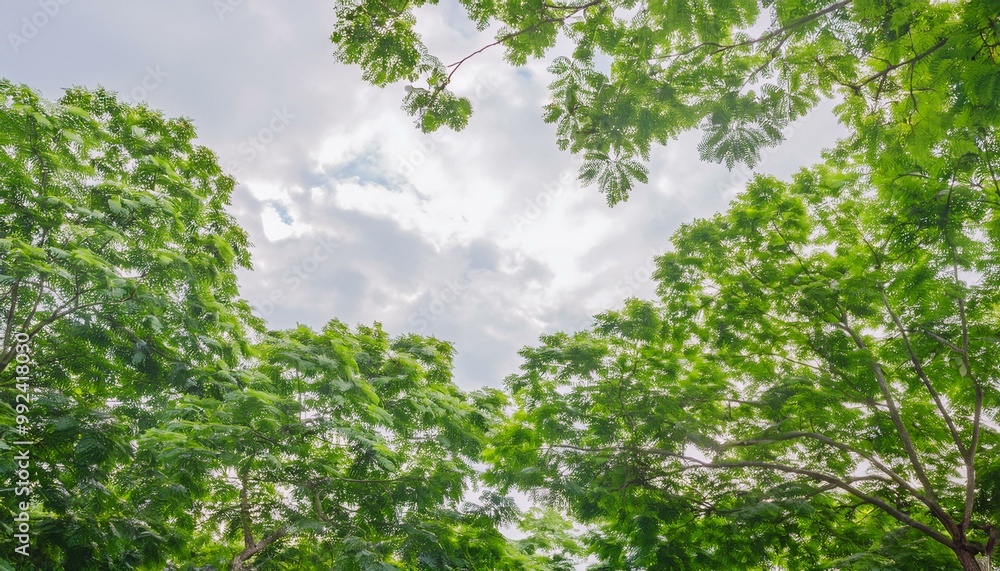 Green foliage background cloudy sky in the park, summer time Green foliage background cloudy sky in the park, summer time