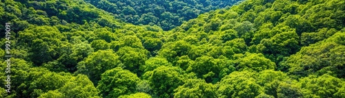 A lush, dense forest with vibrant green foliage, showcasing a serene natural landscape under clear skies.