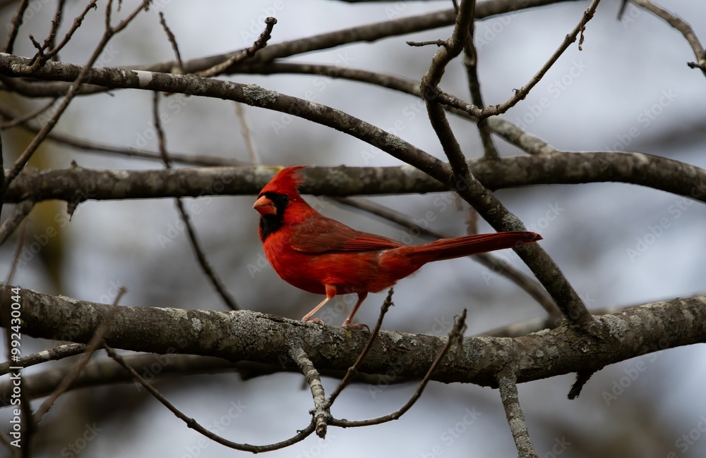 cardinal on a branch cardinal on a branch