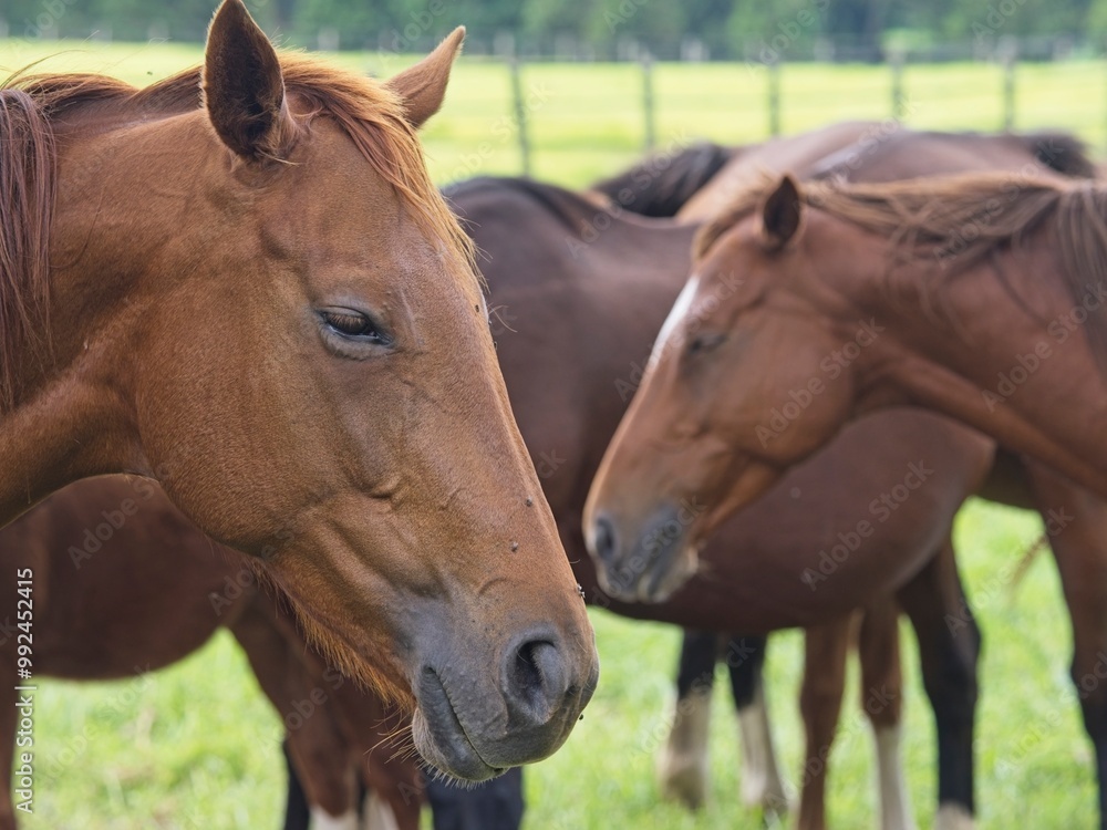 Fototapeta premium Horses gathered together in an open meadow