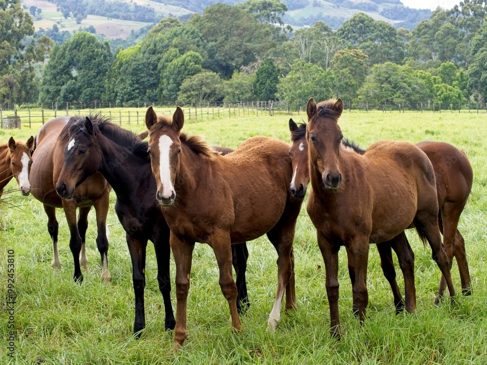 Horses gathered together in an open meadow Horses gathered together in an open meadow