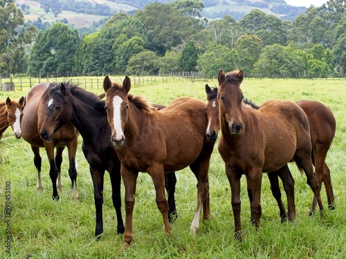 Horses gathered together in an open meadow