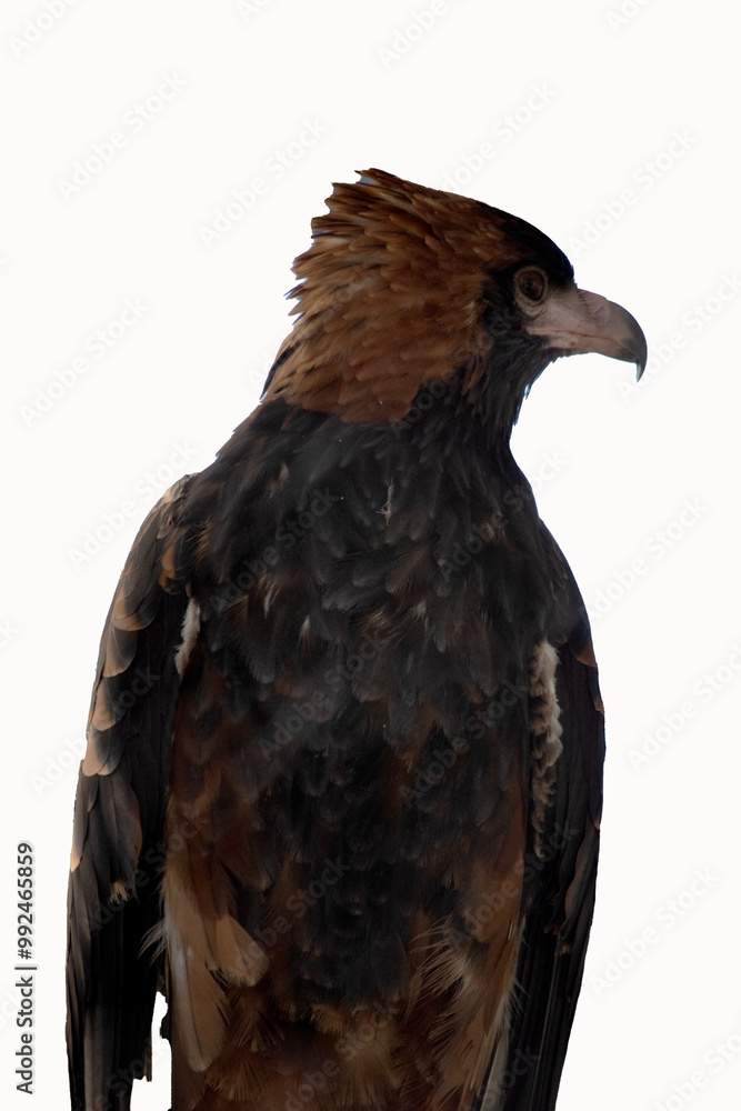 The black breasted buzzard is quite large with broad, rounded wings, and a short neck and tail. The black breasted buzzard is quite large with broad, rounded wings, and a short neck and tail.