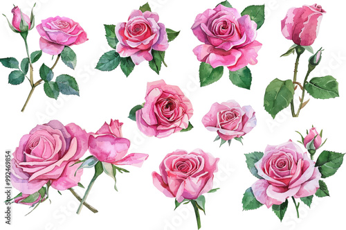 watercolor pink rose illustration