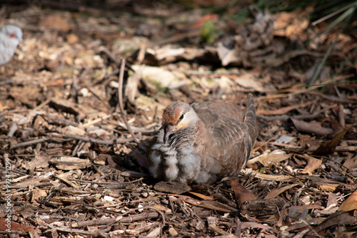 The common bronzewing pigeon has a cream forehead and side of nape purple brown. It has a white line under the eye photo