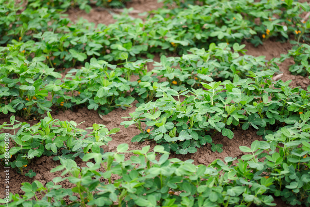 Peanuts growing in a peanut field Peanuts growing in a peanut field