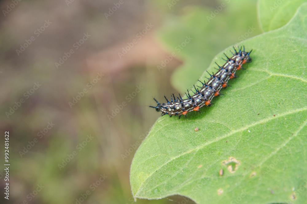 Caterpillar or larva of the butterfly Doleschallia bisaltide Caterpillar or larva of the butterfly Doleschallia bisaltide