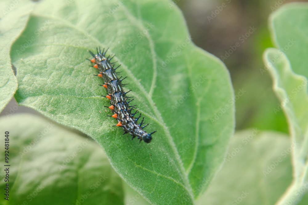 Caterpillar or larva of the butterfly Doleschallia bisaltide