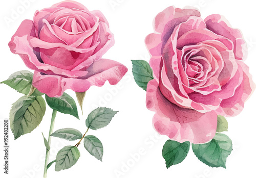 Watercolor pink roses set isolated on white background. Clip arts for graphic