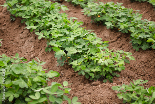 Peanuts growing in a peanut field