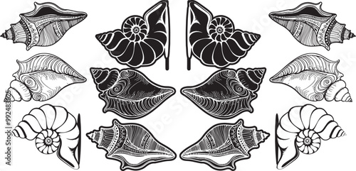 Drawing conch shell  for coloring book, tattoo, shirt design, logo, sign. stylized illustration of conch shell 