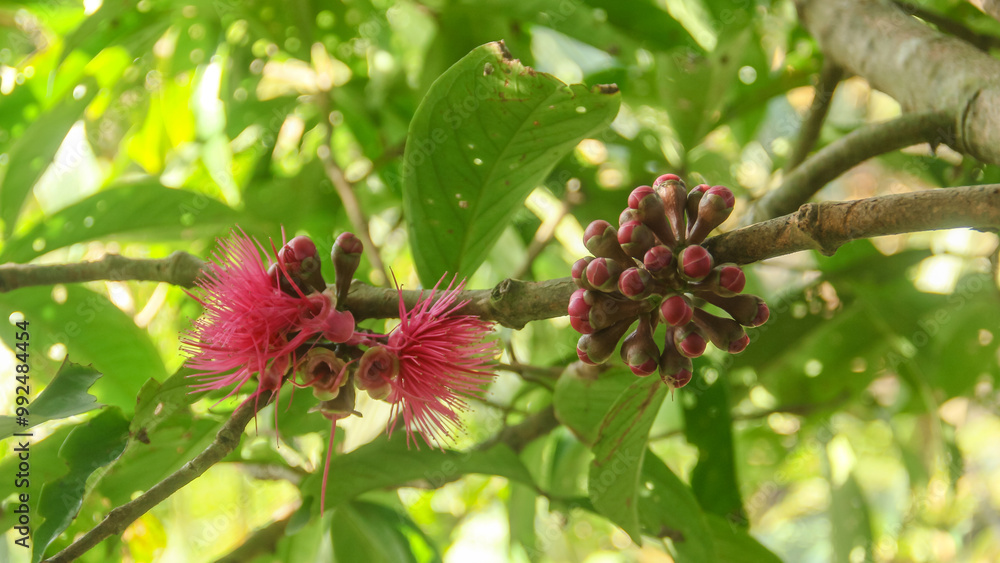 Flowers from the ovary of the Jamaican water guava which are ready to be pollinated Flowers from the ovary of the Jamaican water guava which are ready to be pollinated