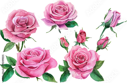 Pink roses flower painting, Watercolor pink roses graphic, Pink roses flower clipart
