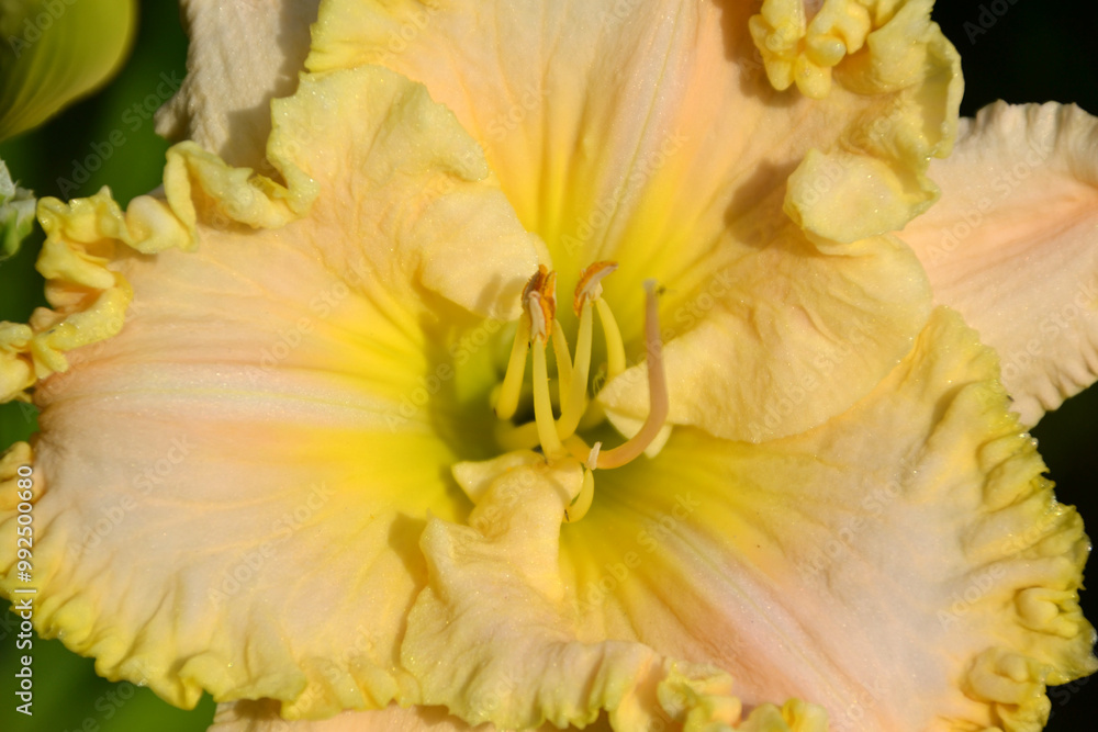 daylily wonder of All yellow
daylily wonder of All yellow